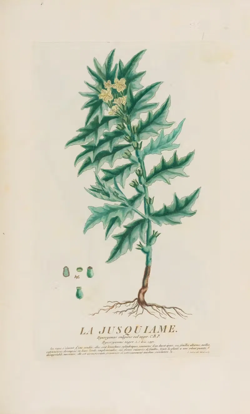 La Jusquiame by Pierre Philippe Alyon, 1787 — digital art print download