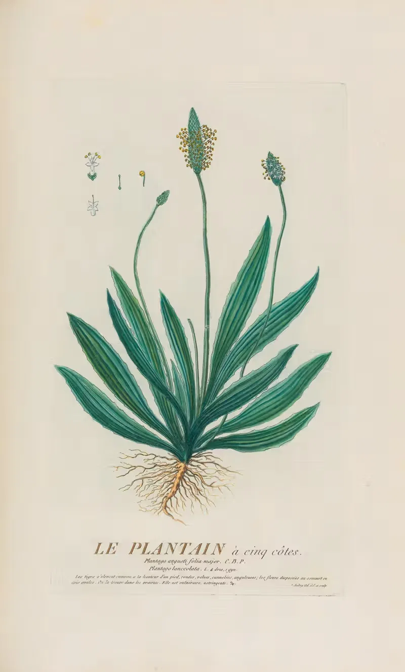 Le Plantain à cinq côtes by Pierre Philippe Alyon, 1787 — digital art print download