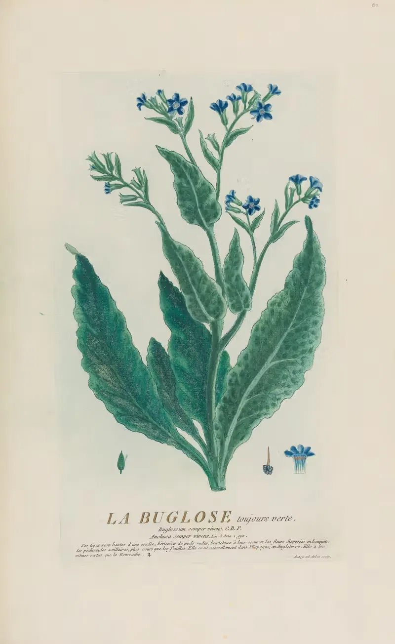 La Buglose toujours verte by Pierre Philippe Alyon, 1787 — digital art print download