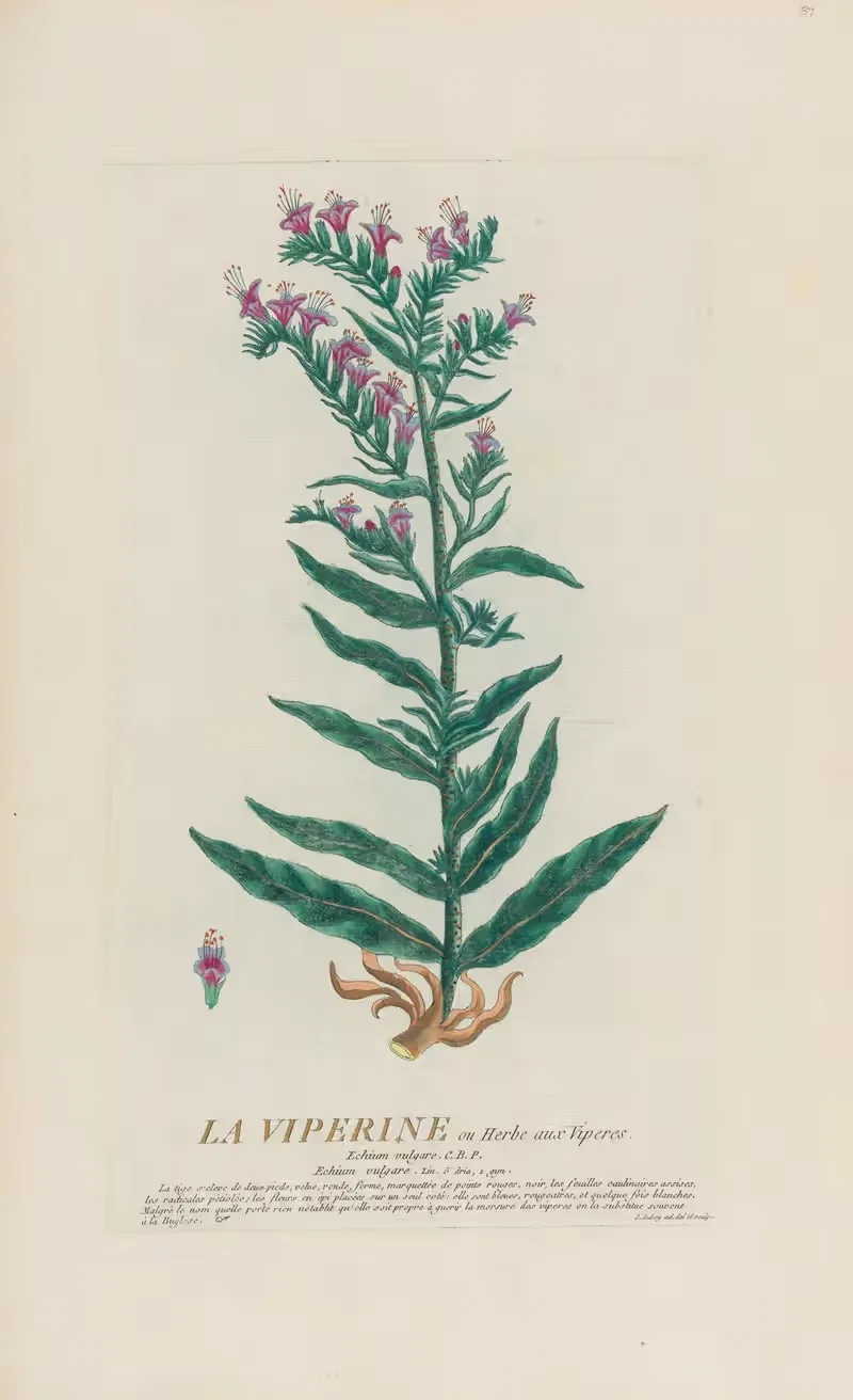La Viperine ou Herbe aux Viperes — Pierre Philippe Alyon