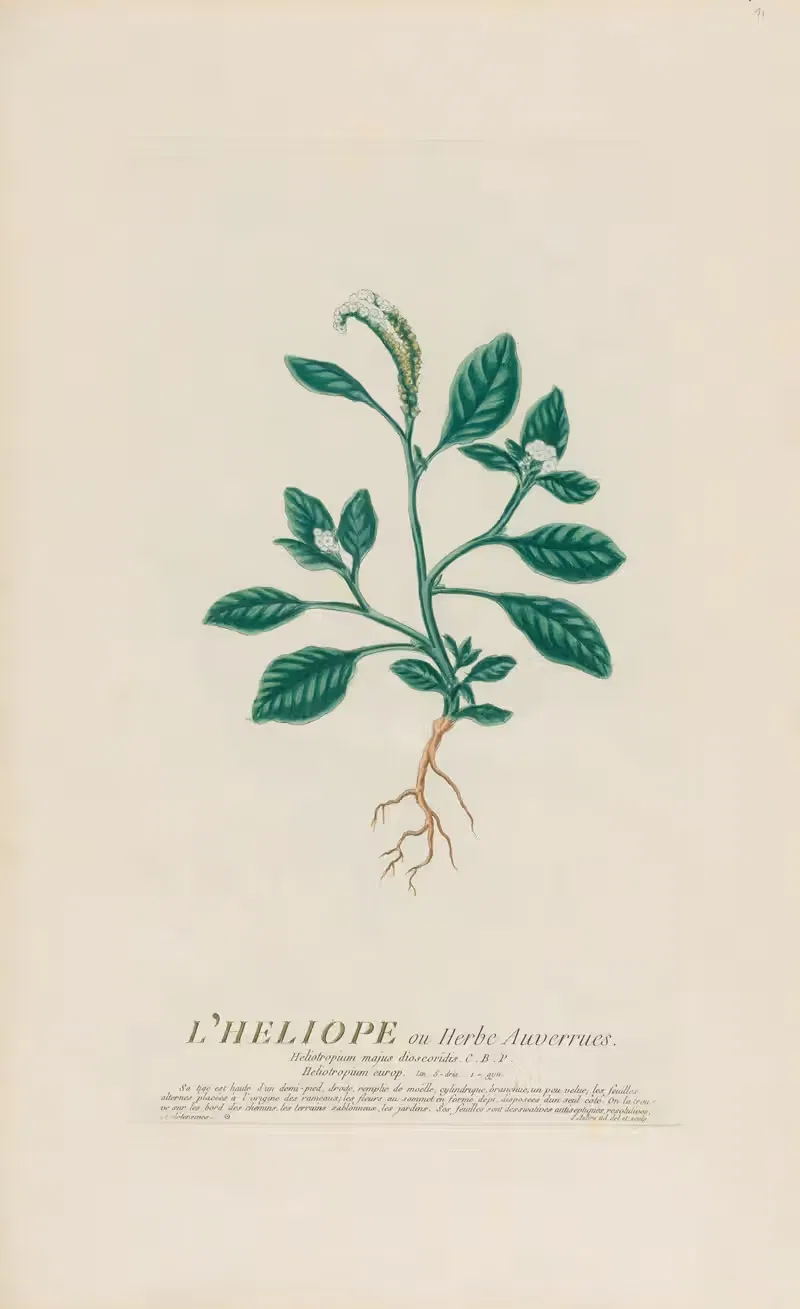 L'Heliope ou Herbe Auverrues — Pierre Philippe Alyon