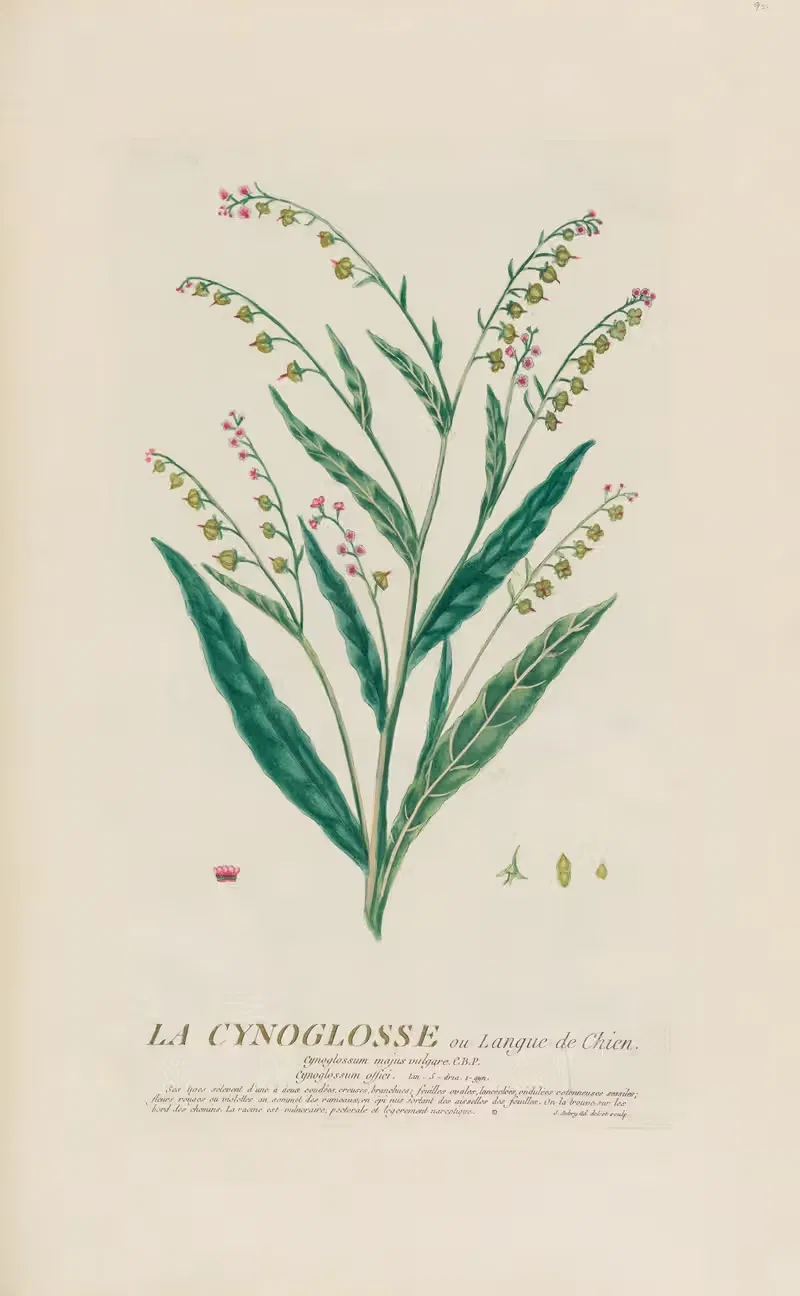 La Cynoglosse ou Langue de Chien — Pierre Philippe Alyon