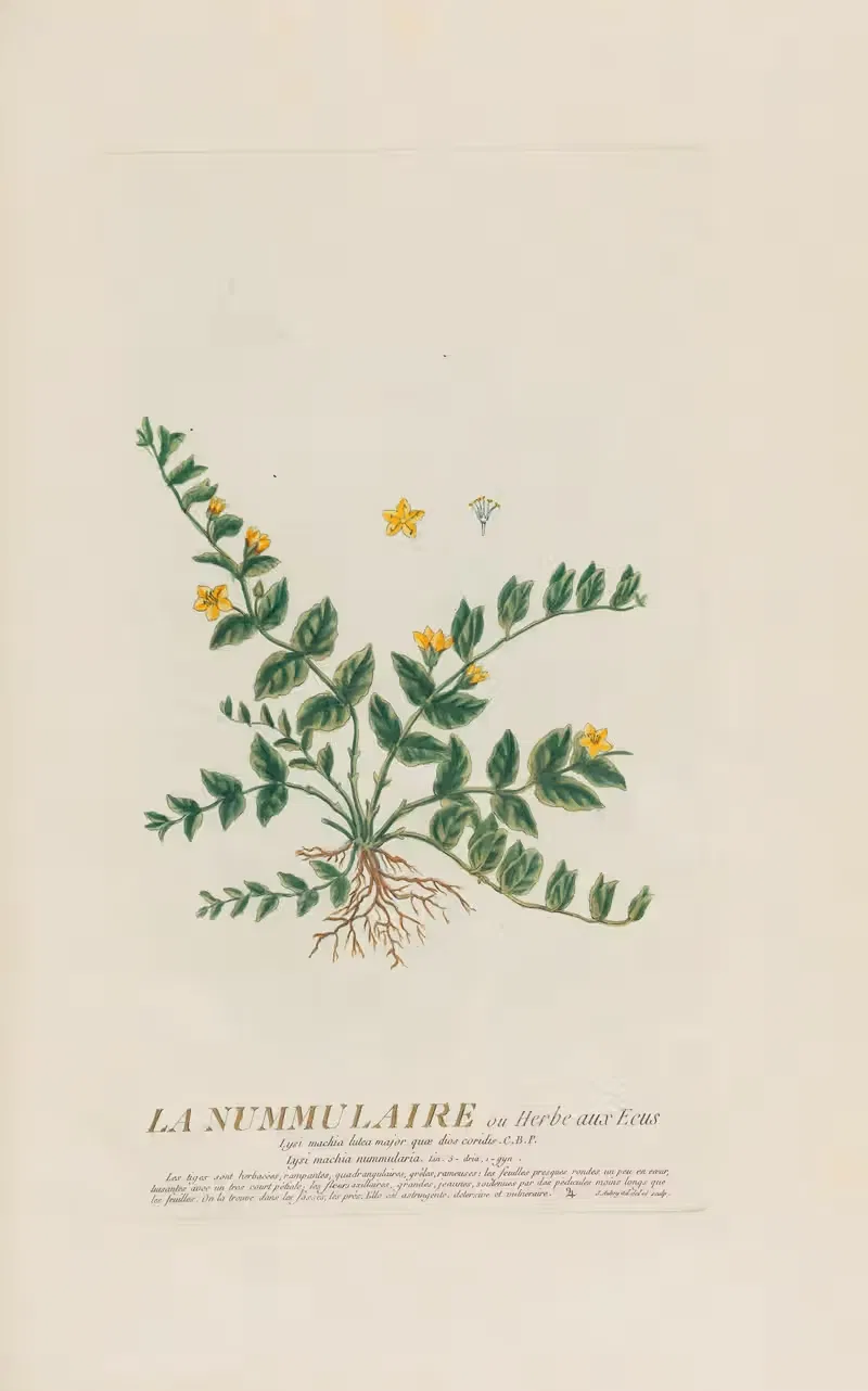 La Nummulaire ou Herbe aux Ecus by Pierre Philippe Alyon, 1787 — digital art print download