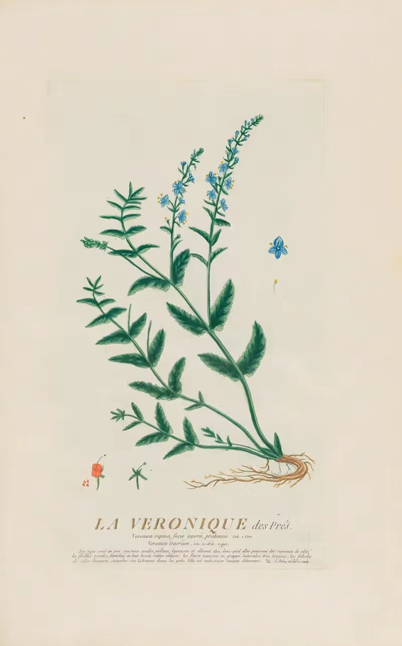 La Veronique des Prés by Pierre Philippe Alyon, 1787 — digital art print download