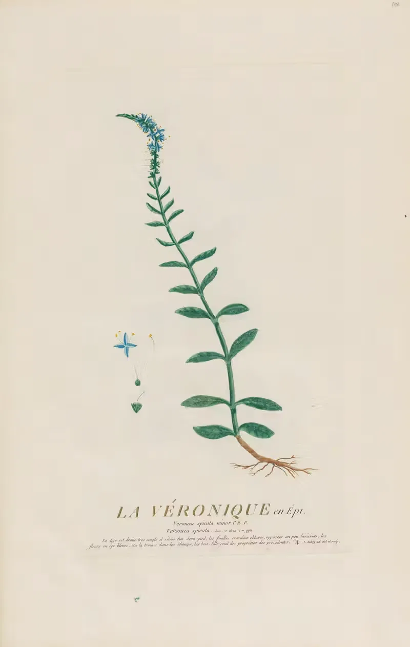 La Véronique en Épi by Pierre Philippe Alyon, 1787 — digital art print download