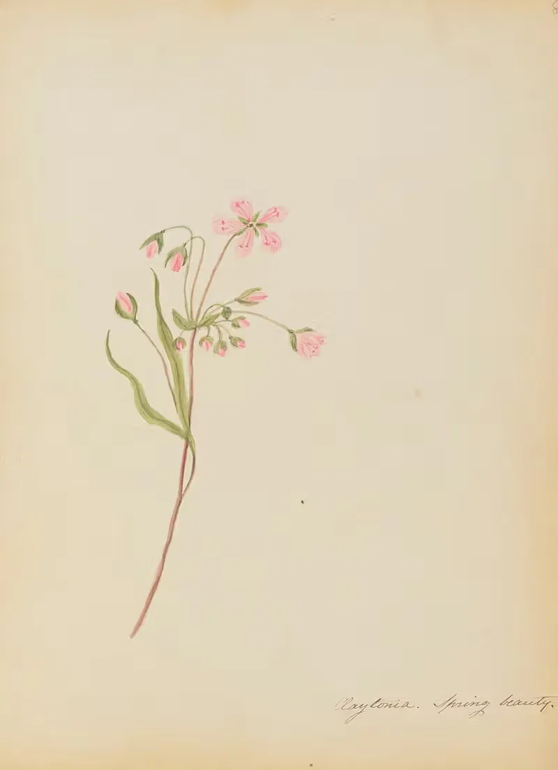 Claytonia. Spring beauty by Rebecca Wistar Morris Nourse, 1856 — digital art print download