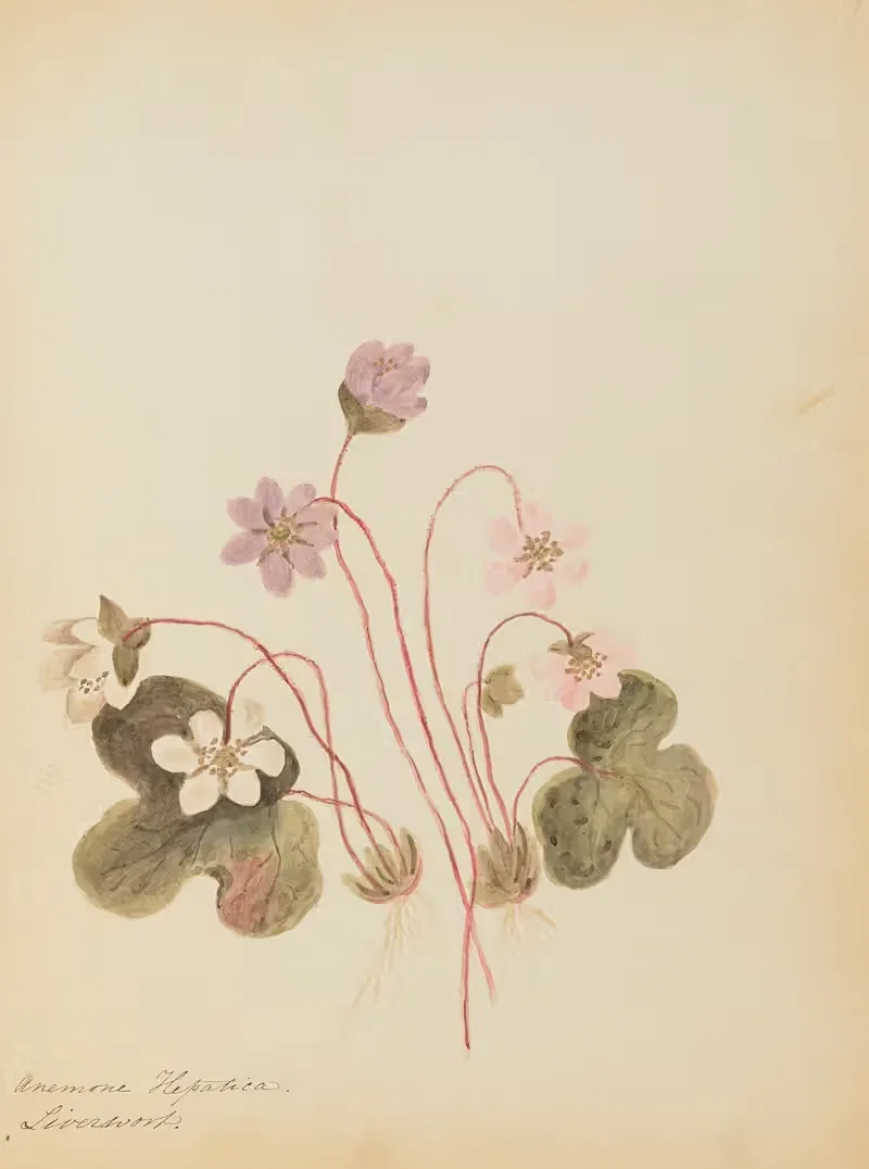 Anemone Hepatica. Liverwort by Rebecca Wistar Morris Nourse, 1856 — digital art print download