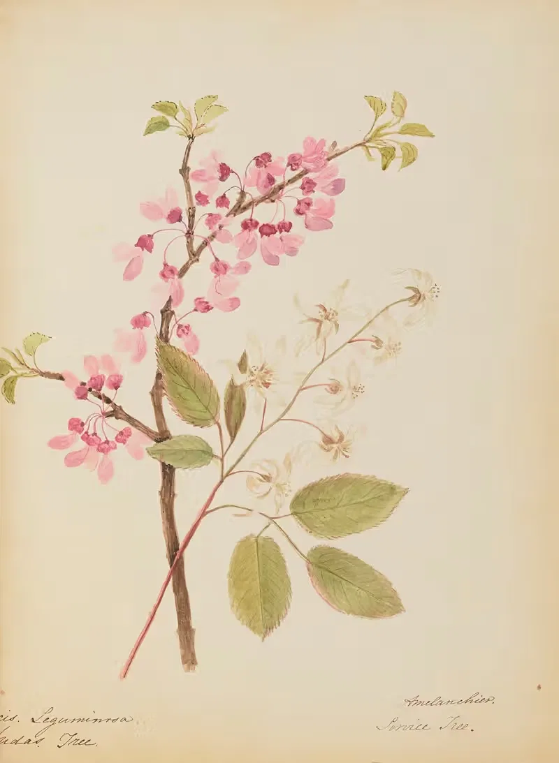 Cercis leguminosa. Judas Tree. Amelanchier. Service Tree — Rebecca Wistar Morris Nourse