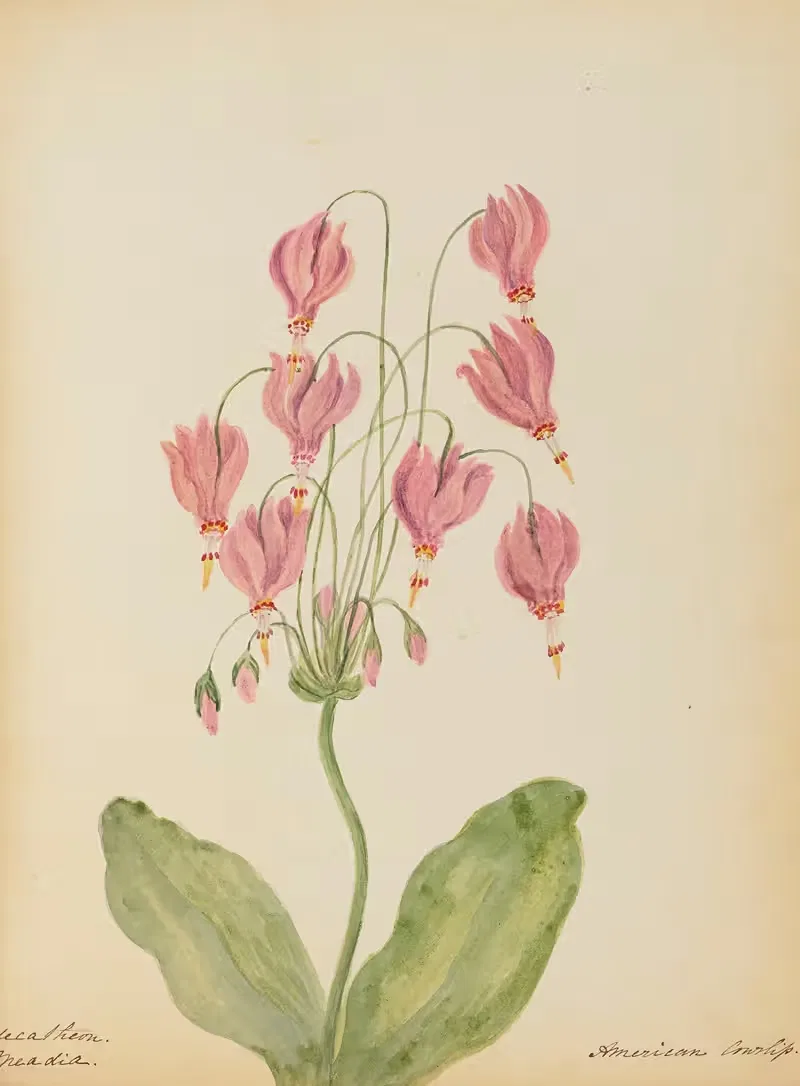 Dodecatheon Meadia. American Cowslip by Rebecca Wistar Morris Nourse, 1856 — digital art print download