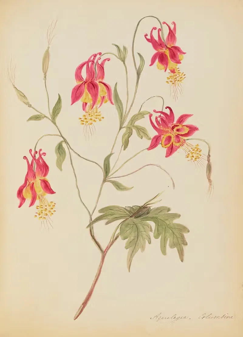 Aquilegia. Columbine by Rebecca Wistar Morris Nourse, 1856 — digital art print download
