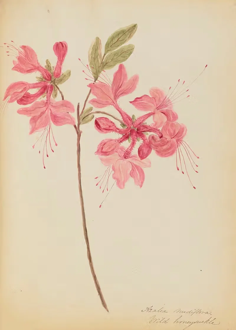 Azalea nudiflora. Wild honeysuckle by Rebecca Wistar Morris Nourse, 1856 — digital art print download