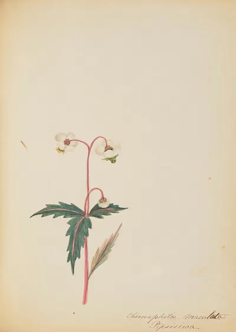 Chimaphila maculata Pipsisiwa by Rebecca Wistar Morris Nourse, 1856 — digital art print download