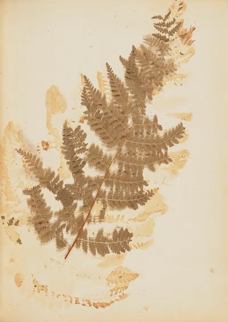Dried fern specimen by Rebecca Wistar Morris Nourse, 1856 — digital art print download