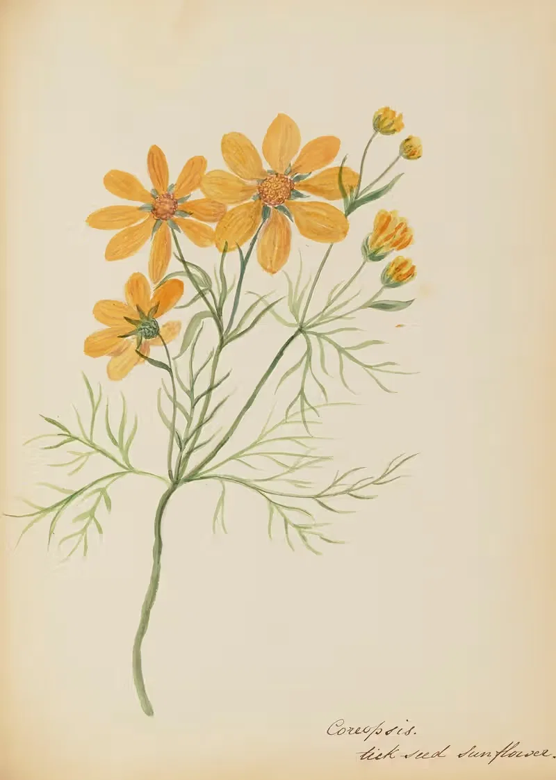 Coreopsis. Tick-seed sunflower by Rebecca Wistar Morris Nourse, 1856 — digital art print download