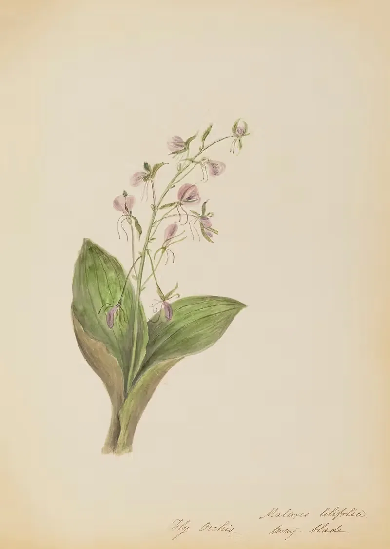 Fly orchis. Malaxis lilifolia. tway-blade — Rebecca Wistar Morris Nourse