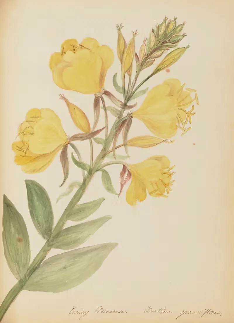 Evening Primrose. Oenothera grandiflora — Rebecca Wistar Morris Nourse