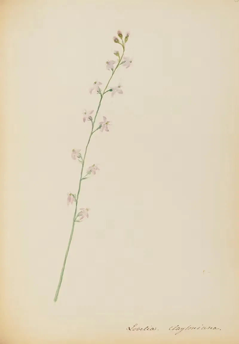Lobelia. claytoniana by Rebecca Wistar Morris Nourse, 1856 — digital art print download