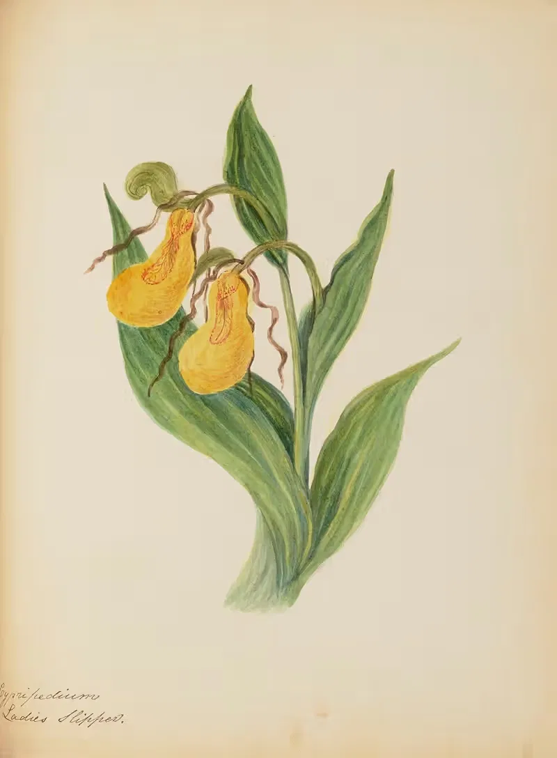 Cypripedium Ladies Slipper by Rebecca Wistar Morris Nourse, 1856 — digital art print download