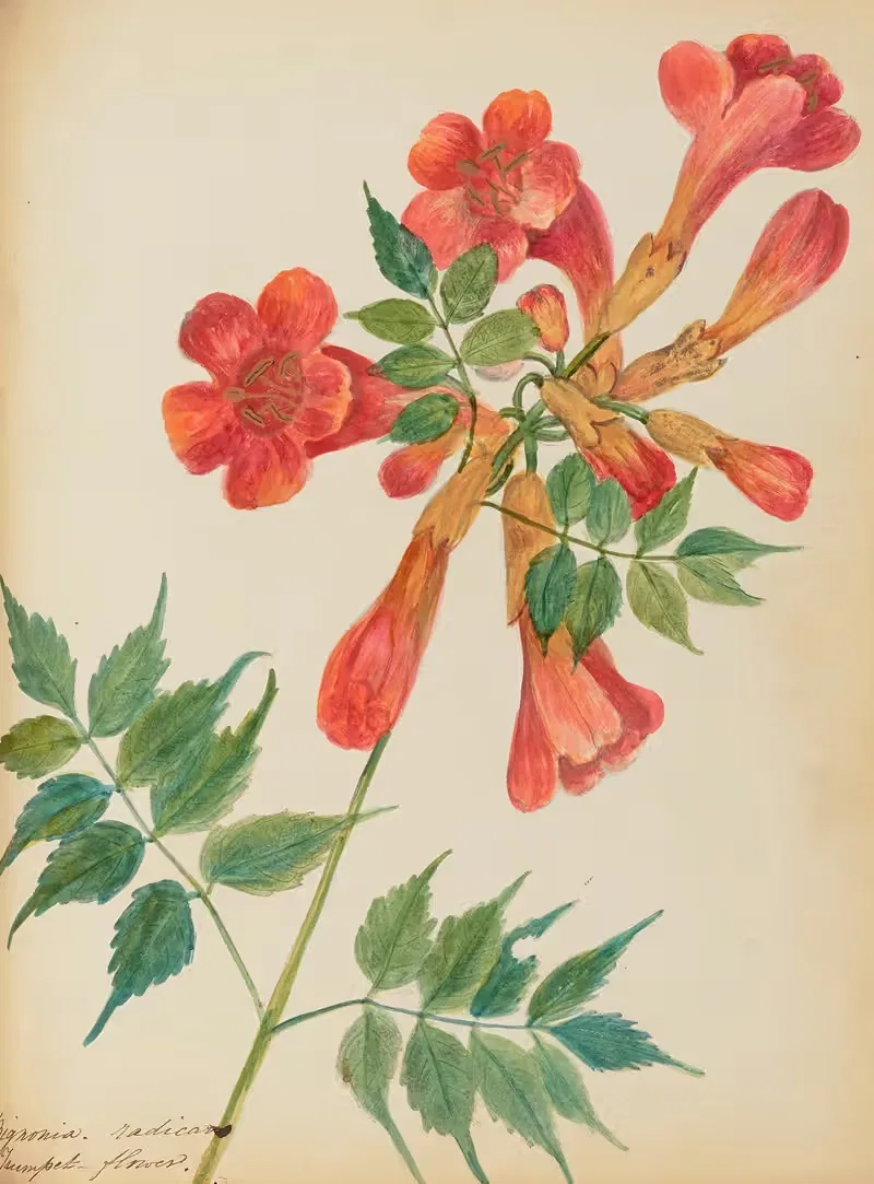 Bignonia. radicans. Trumpet flower — Rebecca Wistar Morris Nourse