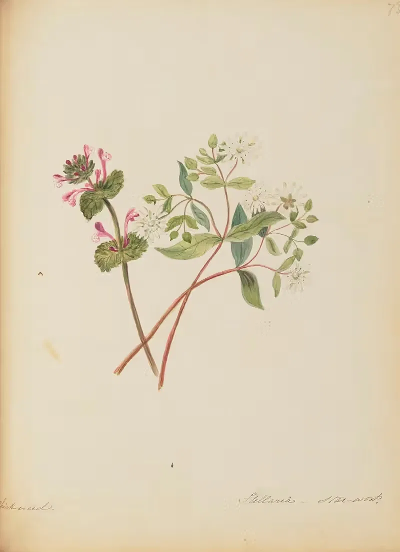 Chick weed. Stellaria- Star-wort — Rebecca Wistar Morris Nourse