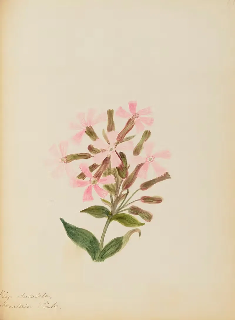 Phlox subulata. Mountain Pink by Rebecca Wistar Morris Nourse, 1856 — digital art print download