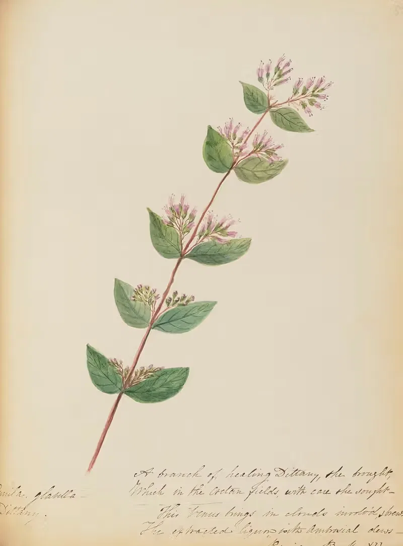 Cunila glabella- Dittany by Rebecca Wistar Morris Nourse, 1856 — digital art print download