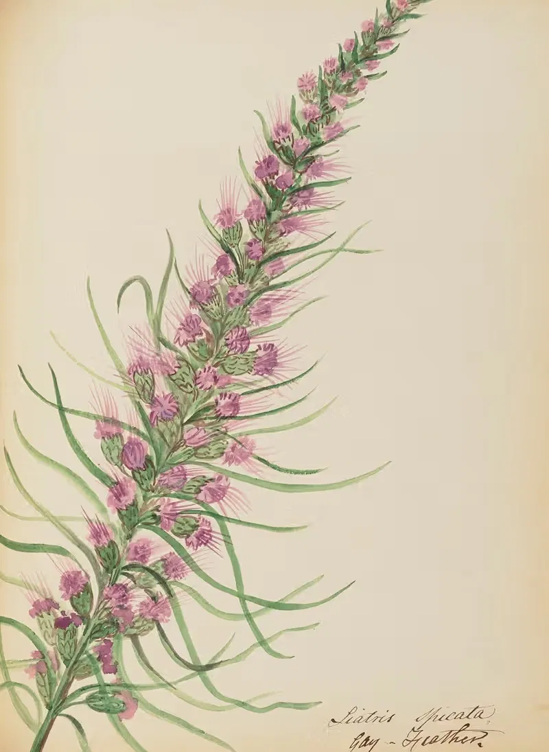Liatris spicata. Gay feather — Rebecca Wistar Morris Nourse