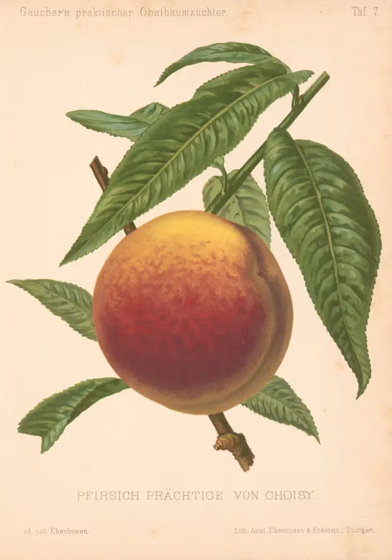 Pfirsich Prächtige Von Choisy — A. Eckstein
