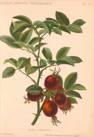 Rosa Pomifera by A. Eckstein, 1885–1886 — digital art print download