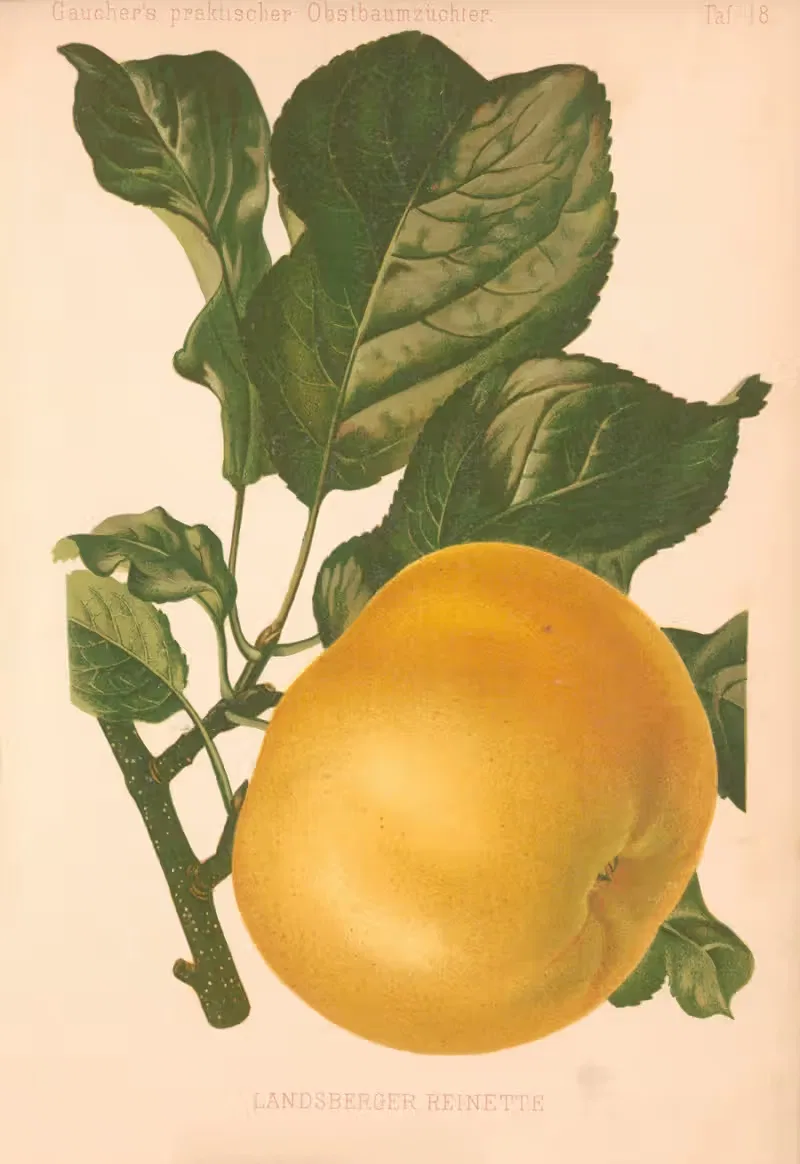 Landsberber Reinette by A. Eckstein, 1885–1886 — digital art print download