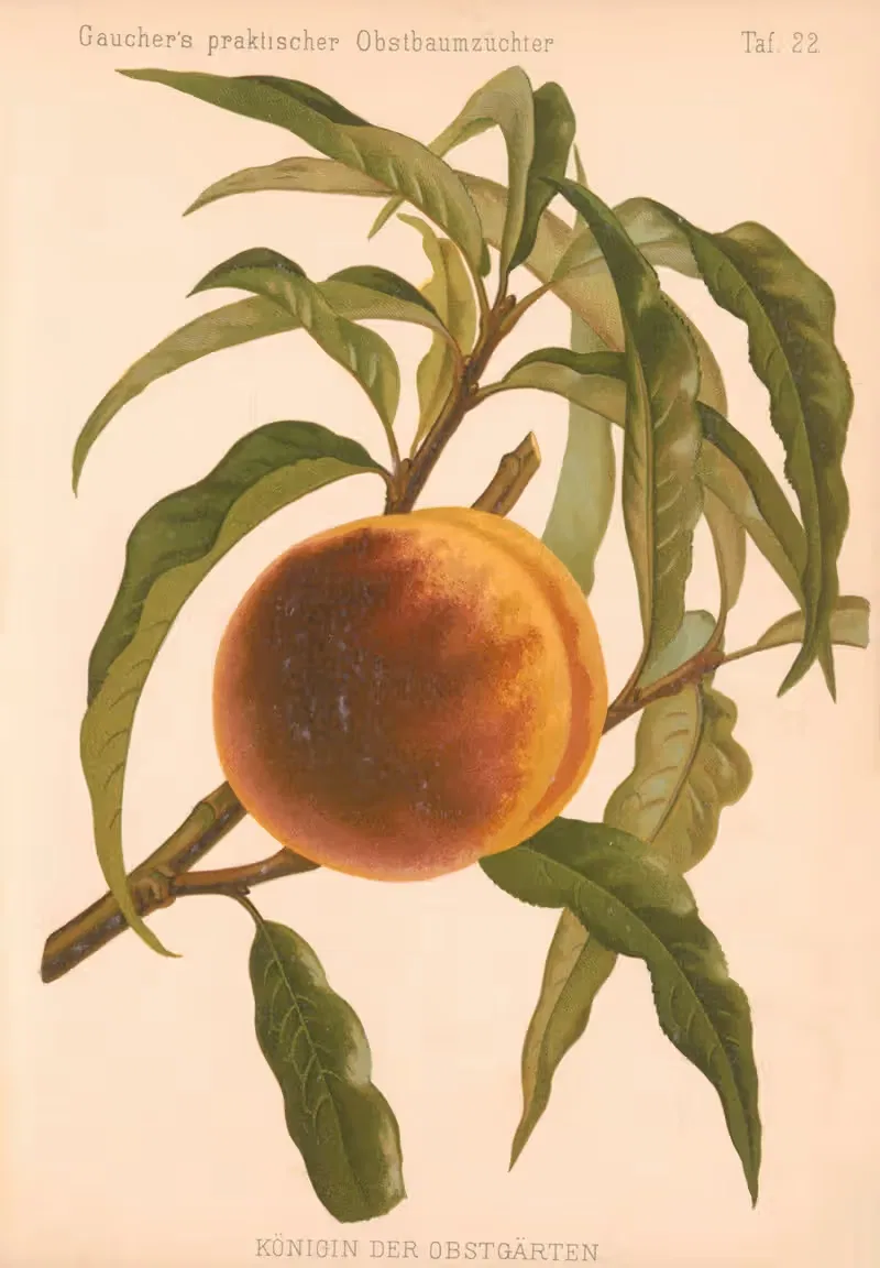 Konigin Der Obstgärten by A. Eckstein, 1885–1886 — digital art print download