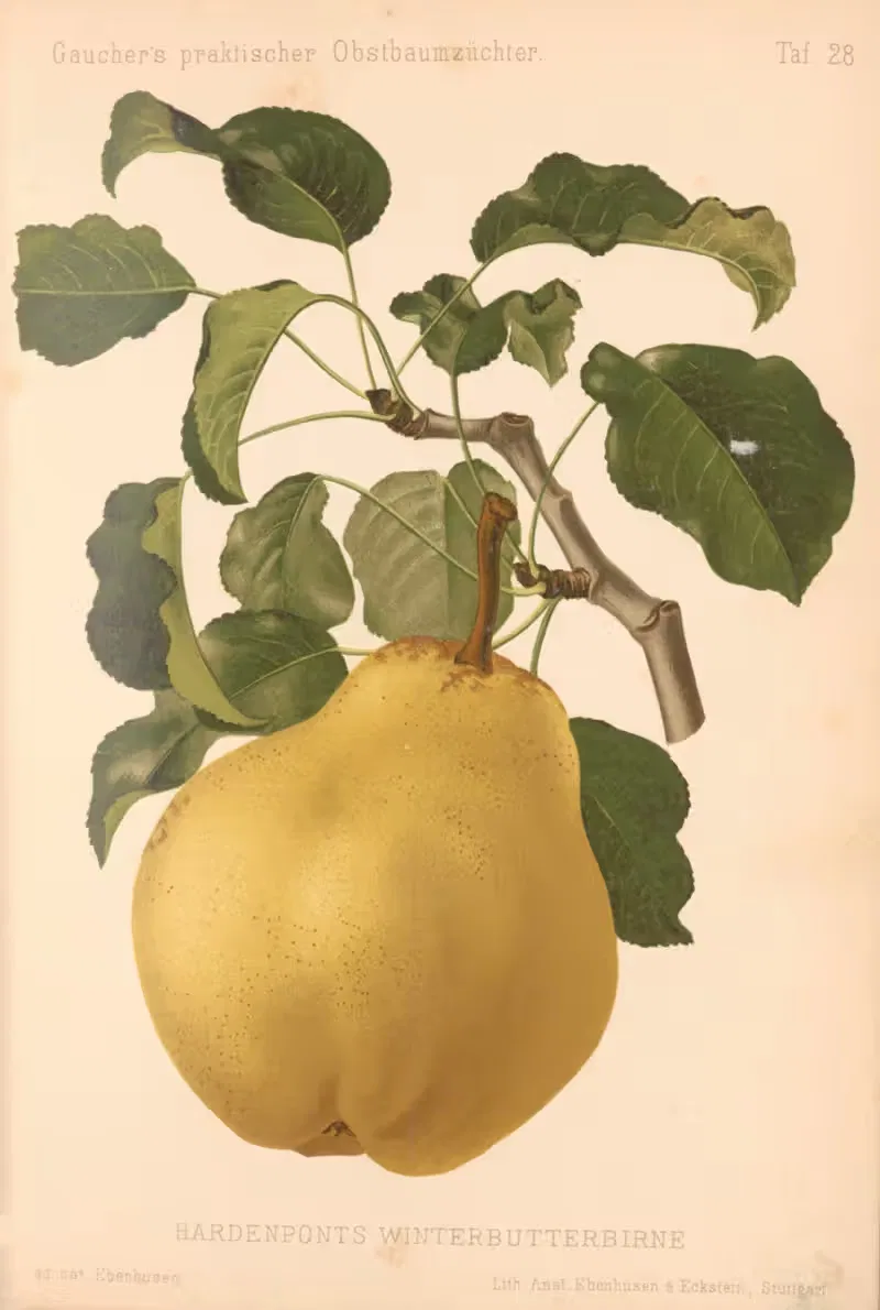 Hardenponts Winterbutterbirne — A. Eckstein