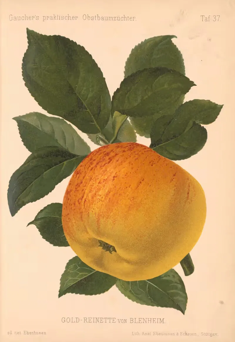 Gold-Reinette von Blenheim — A. Eckstein
