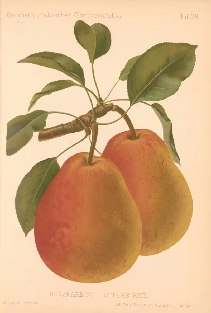 Holzfärbige Butterbirne by A. Eckstein, 1885–1886 — digital art print download
