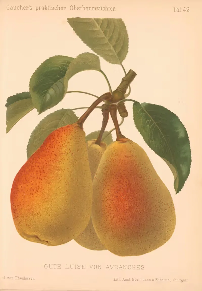 Gute Luise von Avranches by A. Eckstein, 1885–1886 — digital art print download
