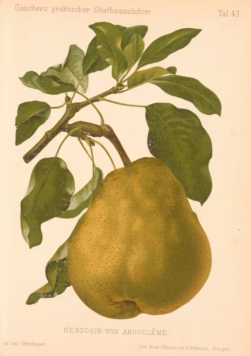 Herzogin von Angoulême by A. Eckstein, 1885–1886 — digital art print download