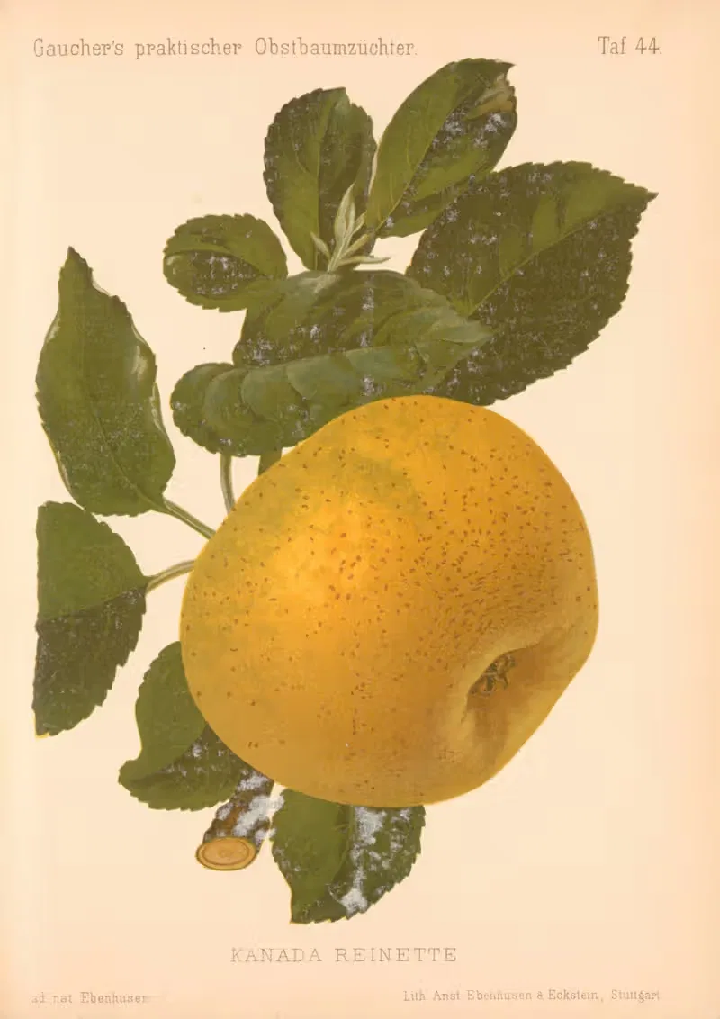 Kanada Reinette by A. Eckstein, 1885–1886 — digital art print download