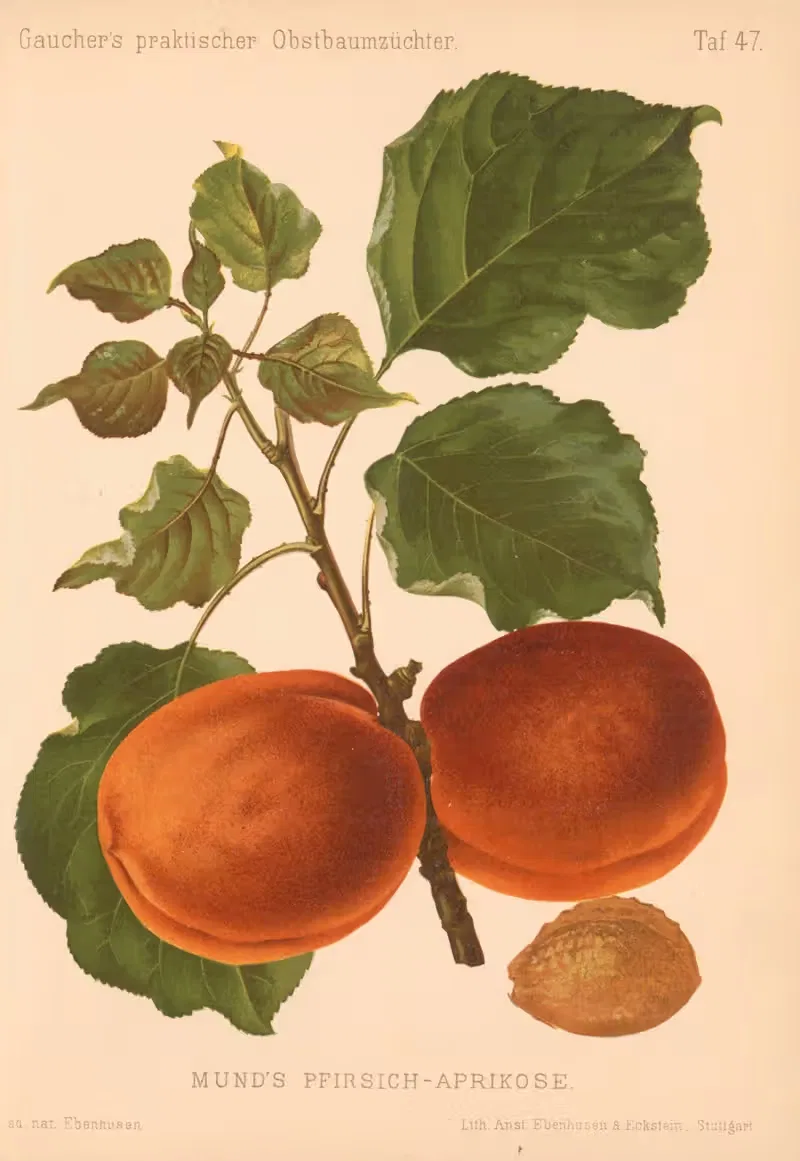 Mund's Pfirsich-Aprikose by A. Eckstein, 1885–1886 — digital art print download