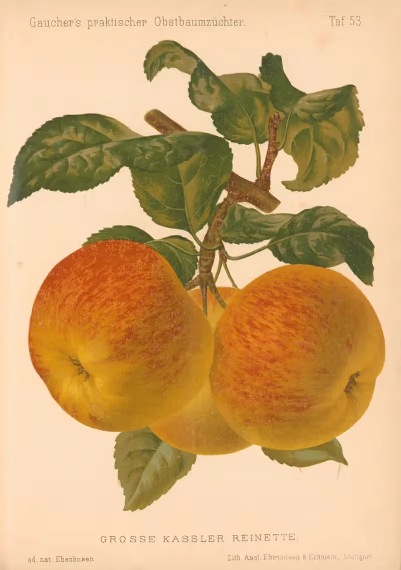 Grosse Kassler Reinette by A. Eckstein, 1885–1886 — digital art print download