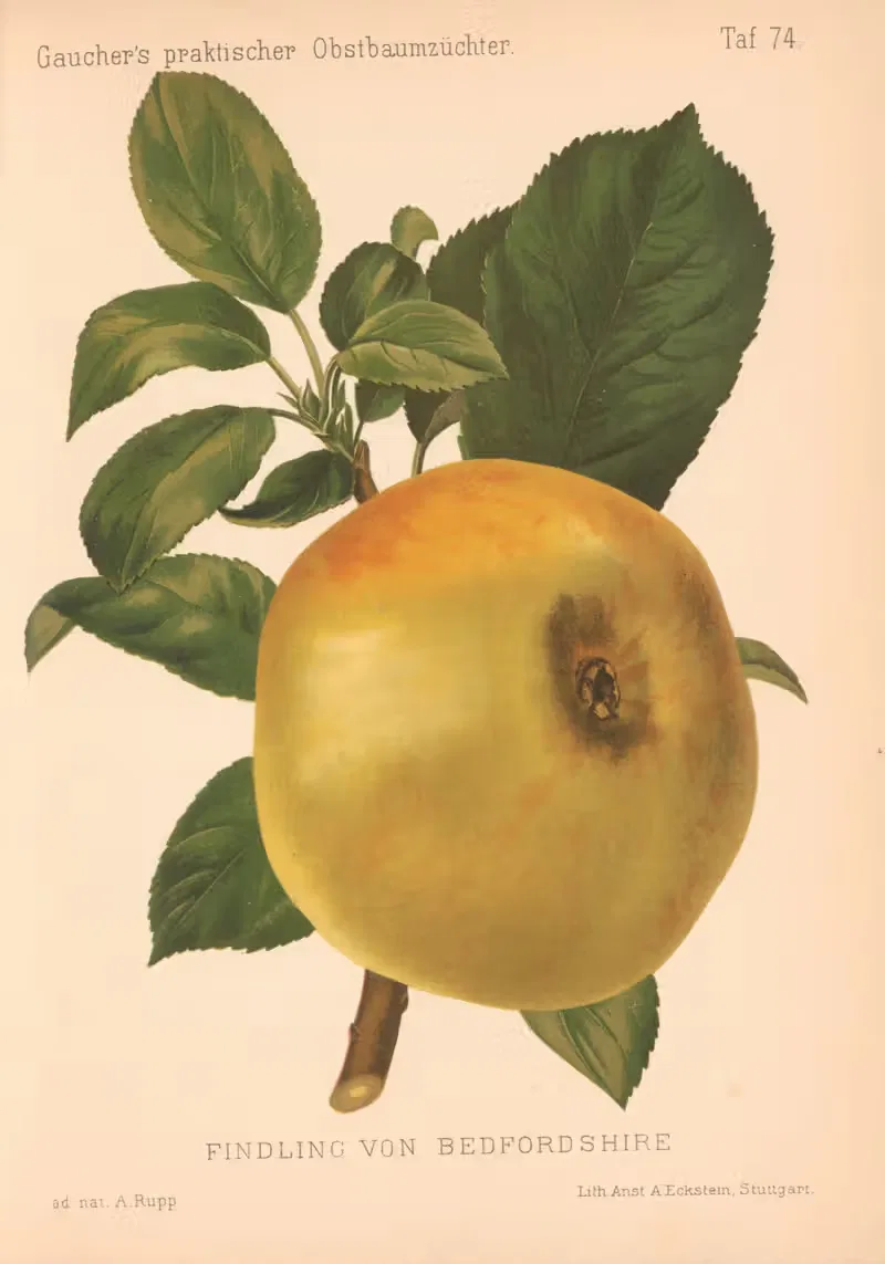 Findling Von Bedfordshire — A. Eckstein