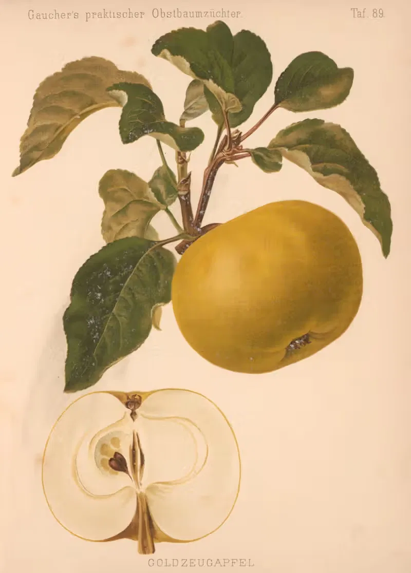 Goldzeugapfel by A. Eckstein, 1885–1886 — digital art print download