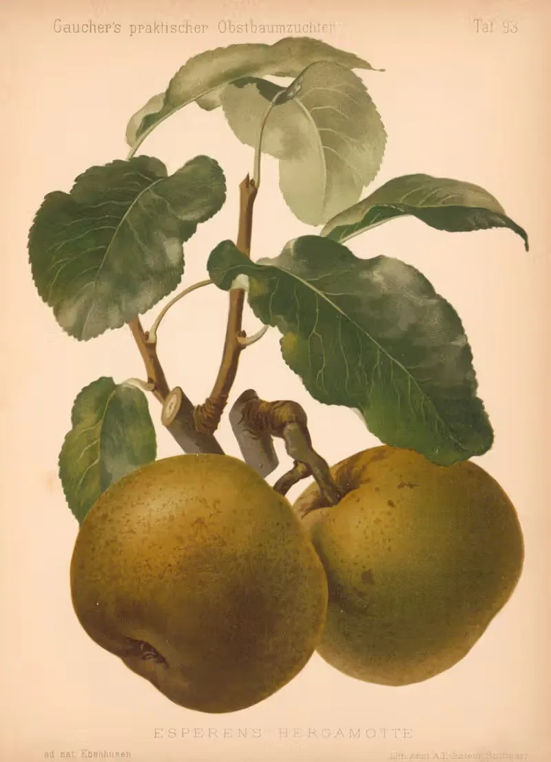 Esperen's Bergamotte by A. Eckstein, 1885–1886 — digital art print download