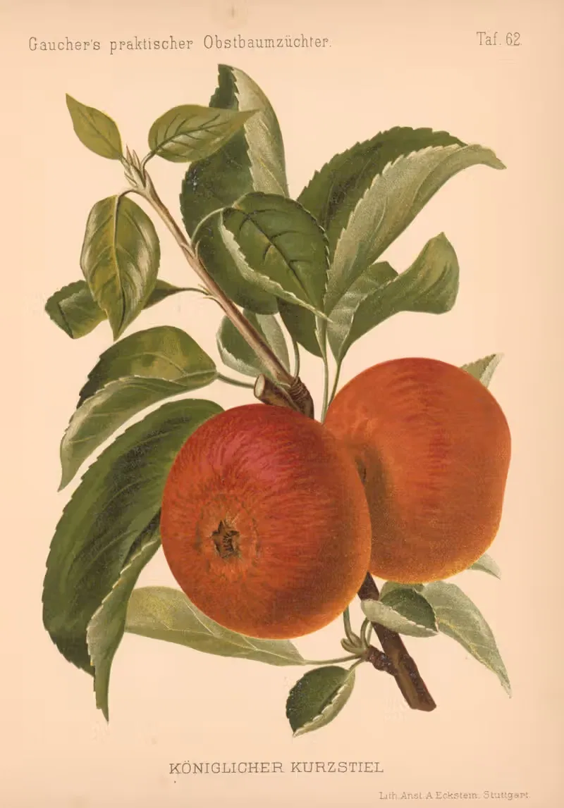 Königlicher Kurzstiel by A. Eckstein, 1885–1886 — digital art print download