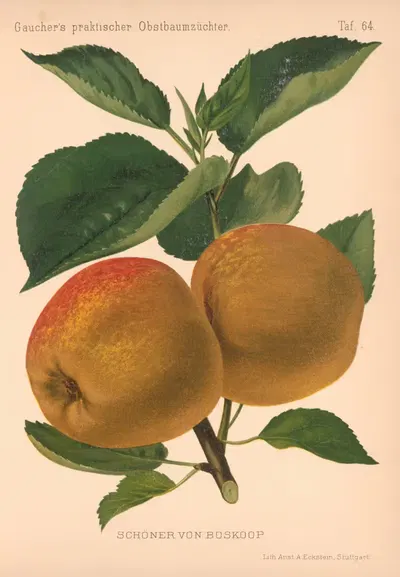 Schöner Von Boskoop by A. Eckstein, 1885–1886 — digital art print download