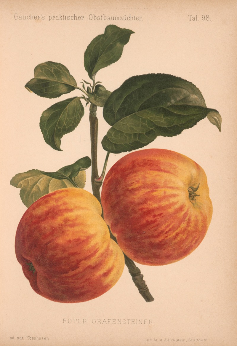 Roter Grafensteiner by A. Eckstein, 1885–1886 — digital art print download