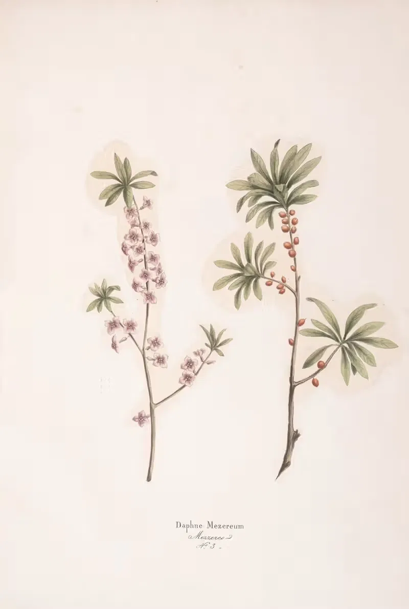 Daphne mezereum by Antonio Targioni-Tozzetti, 1824 — digital art print download