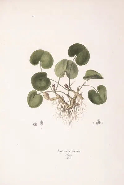 Asarum europaeum by Antonio Targioni-Tozzetti, 1824 — digital art print download