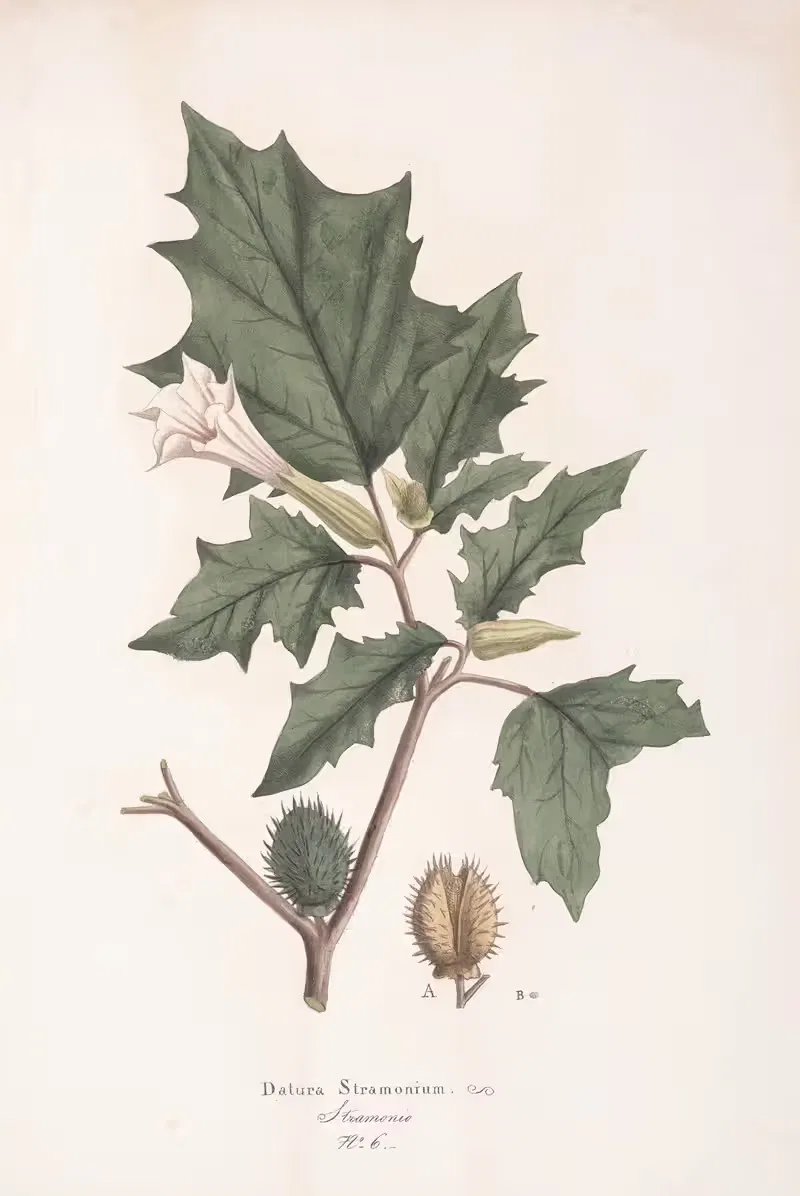 Datura stramonium by Antonio Targioni-Tozzetti, 1824 — digital art print download