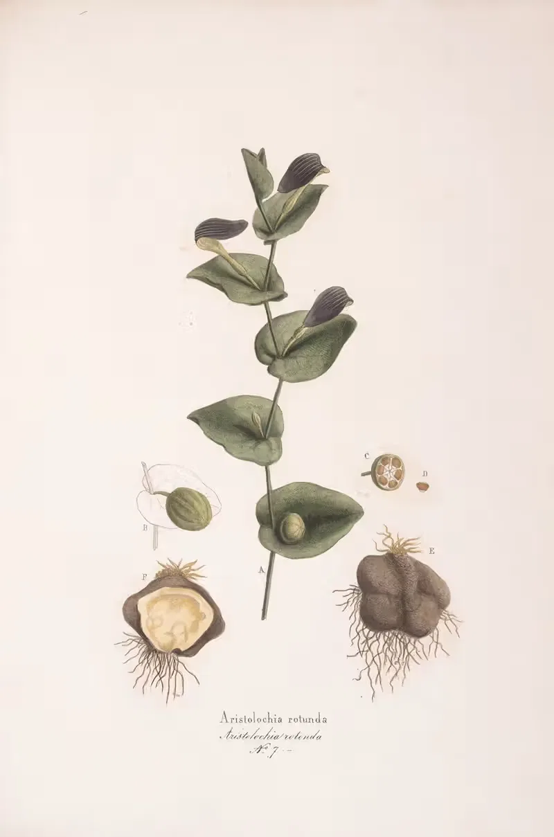 Aristolochia rotunda by Antonio Targioni-Tozzetti, 1824 — digital art print download