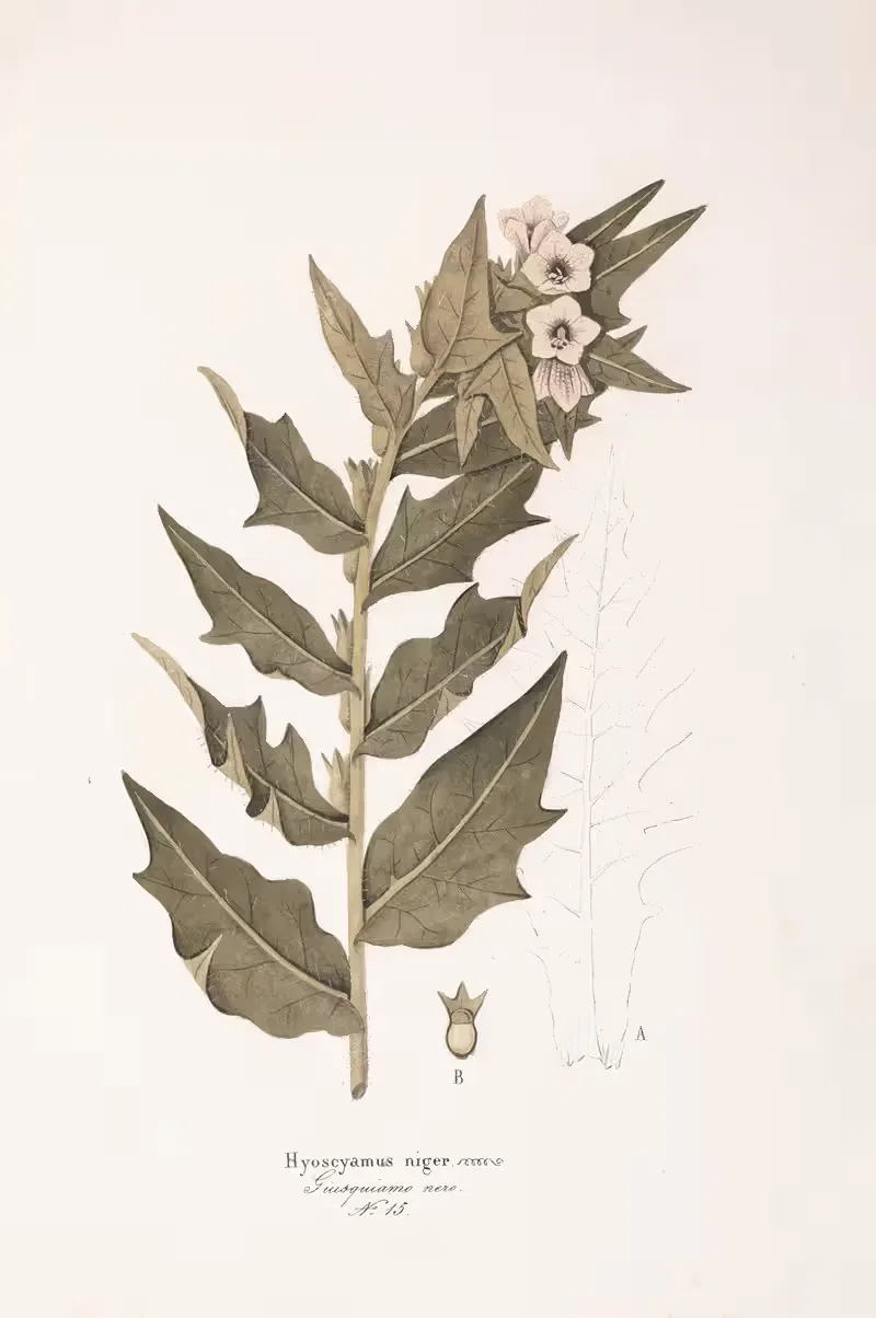 Hyoscyamus niger by Antonio Targioni-Tozzetti, 1824 — digital art print download